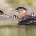 Feeding Time by Edwin Liu